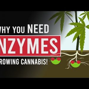 Cannabis and the Role of Enzymes