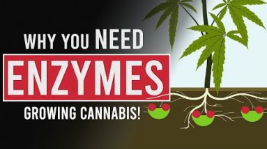 Cannabis and the Role of Enzymes