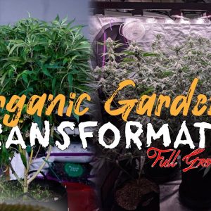 ORGANIC LIVING SOIL GARDENING TRANSFORMATION | EVERYTHING I DID! THE RE-VEGGED PRIZED PHENO GUIDE