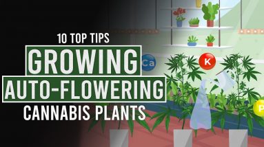 10 Top Tips for Growing Auto-Flowering Cannabis Plants