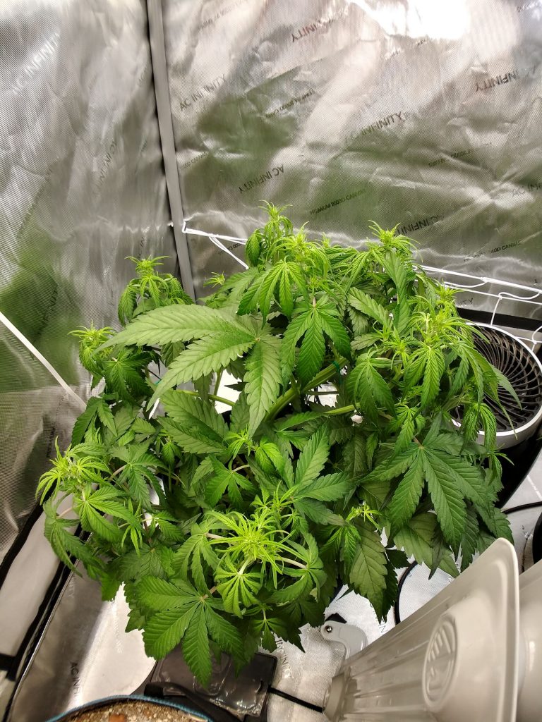  autoflower week by week