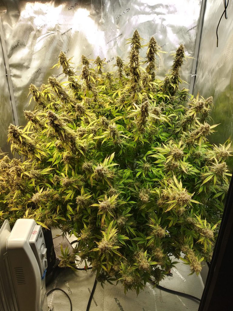  autoflower week by week