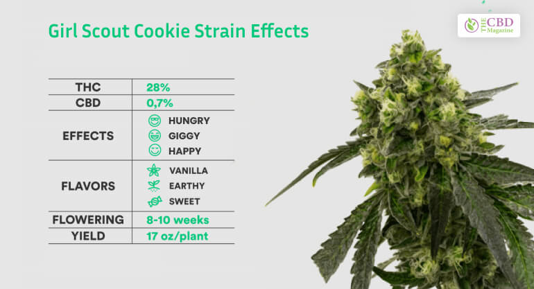Girl Scout Cookie Strain Effects 