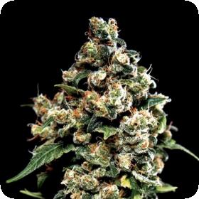 Jack Herer Greenhouse 0