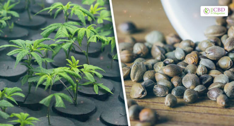 Marijuana Clones or Seeds