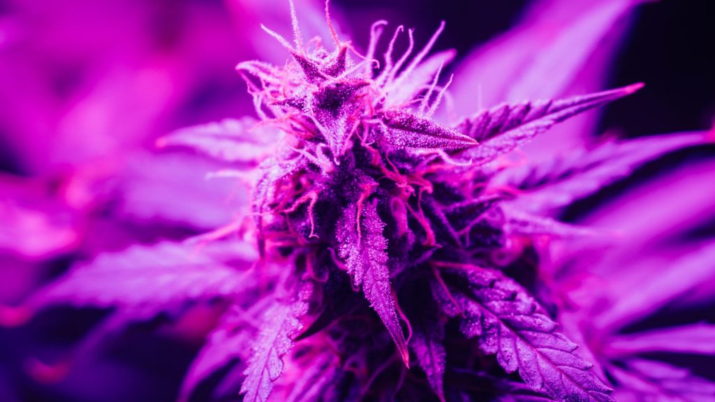 grow cannabis indoors