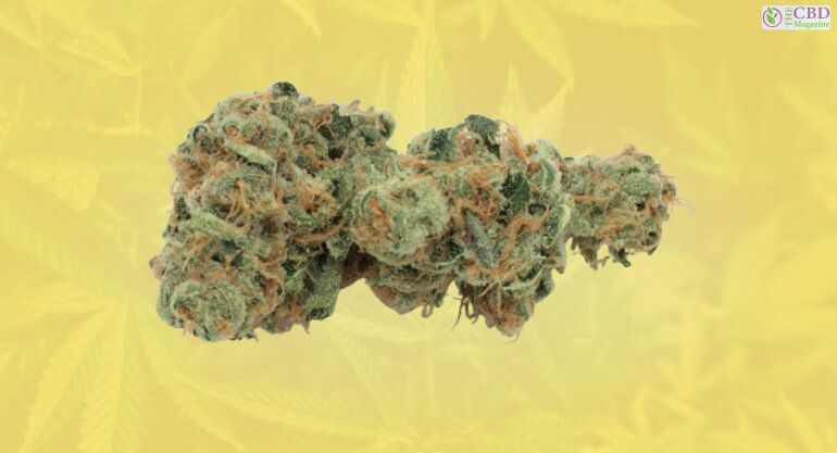 What Is Lemon Drop strain?