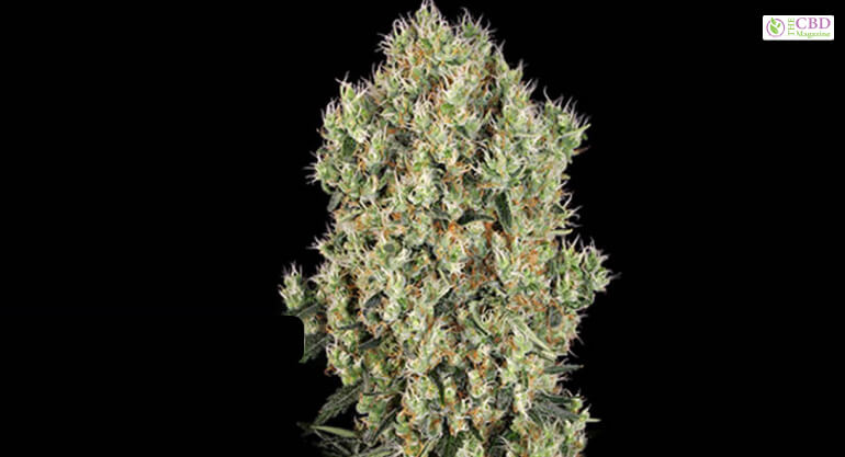 What Is The Berry White Strain
