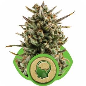 amnesia haze automatic feminised seeds royal queen seeds 0 1