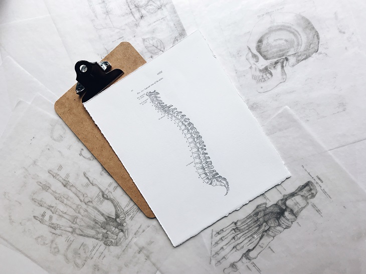 anatomy spine illustration