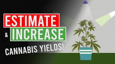 Estimate and Increase your Cannabis Yields!
