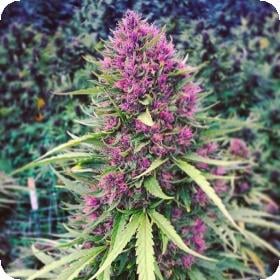 good shit feminised seeds phoenix seeds 1 2