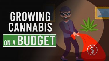 Growing CANNABIS on a BUDGET!