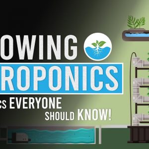 Hydroponic Farming at Home: The Basics Everyone Should Know!
