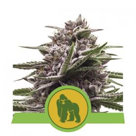 royal gorilla auto feminised seeds royal queen seeds 0