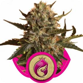 royal madre feminised seeds royal queen seeds 0