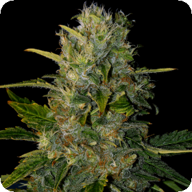 santa muerte blimburn seeds 0