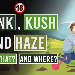Skunk, Kush and Haze: The Genetic Base for all Modern Cannabis!