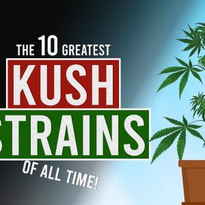 The 10 BEST KUSH Weed Strains in the world!