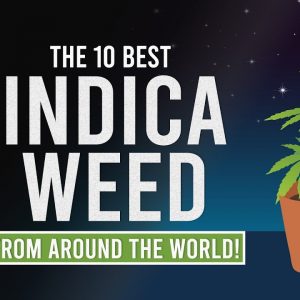 The BEST INDICA WEED STRAINS from around the World!