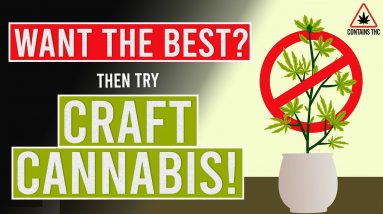 Want the best WEED? Then try Craft Cannabis!