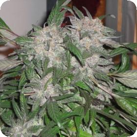 white widow express auto feminised seeds phoenix seeds 1