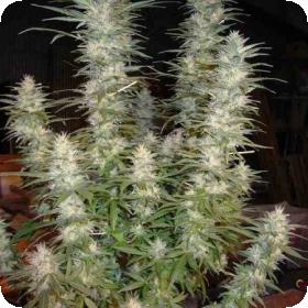 white widow feminised seeds phoenix seeds 1