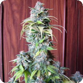 Blueberry Feminised Seeds 2