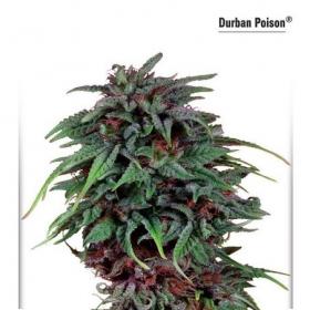 Durban Poison Dutch Passion 031 0 2