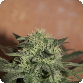 Lemon Auto Feminised Seeds