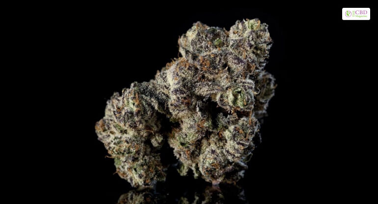 What Is The Apple Fritter Strain
