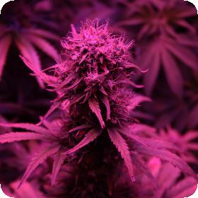 blueberry auto feminised seeds 2