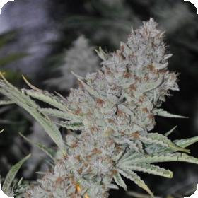 sweet tooth express auto feminised seeds phoenix seeds 0 3