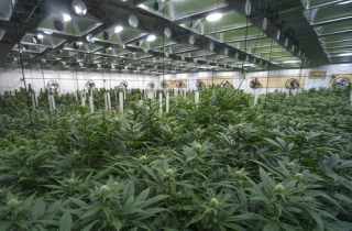 What Experts are Saying on Cannabis Supply Shortages