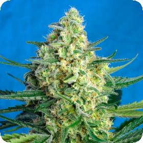 jack 47 xl auto feminised seeds sweet seeds 0