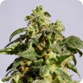 skunk product image 107