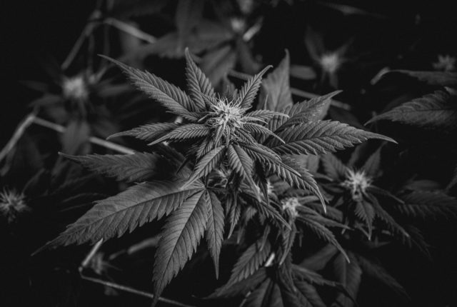 Image by Shelby Ireland on Unsplash: What are the rules for marijuana in Ohio?
