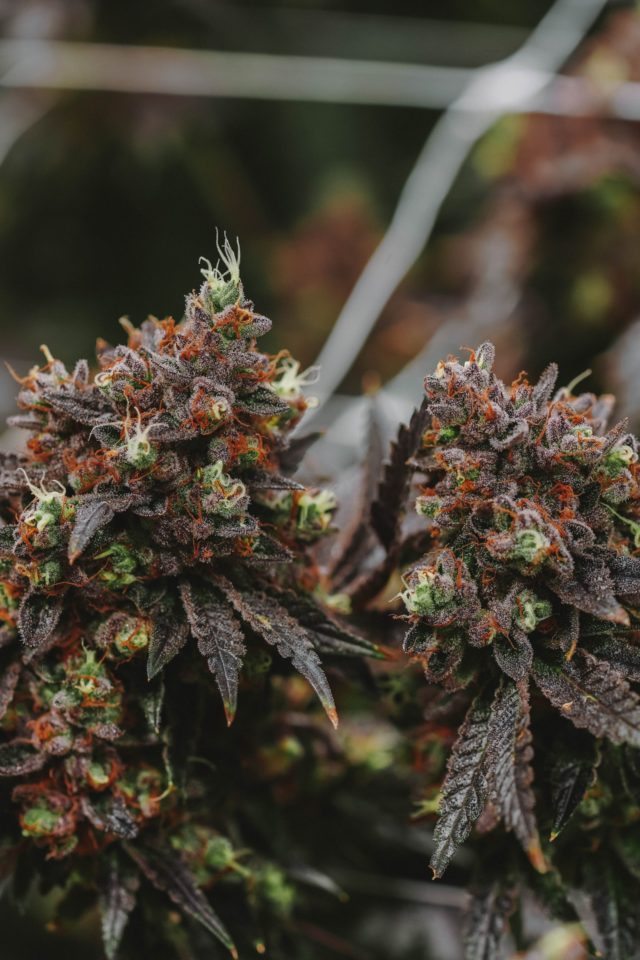 Image by GreenForce Staffing on Unsplash: How long does it take to get a marijuana license in Michigan?