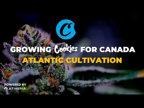 Growing Cookies for Canada with Atlantic Cultivation