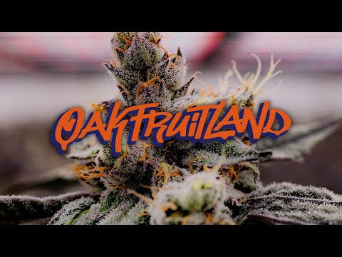Oakfruitland x Deep Roots: Oakland California Premier Indoor Cannabis