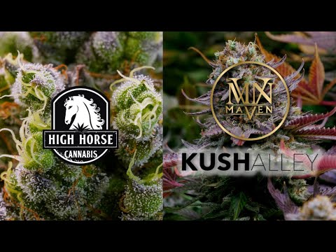 Scaling Operations at Kush Alley, Maven Genetics and HighHorse