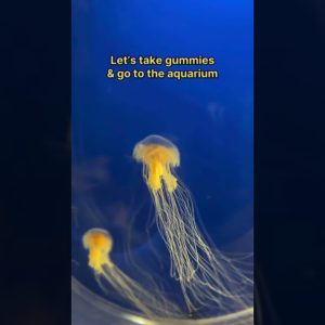 Look at all those jelly fish 🤩🪼 what’s your favorite sea creature? 🐠🦦🦈🐡