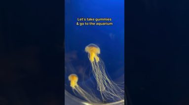 Look at all those jelly fish π€©πͺΌ whatβs your favorite sea creature? π π¦¦π¦π‘