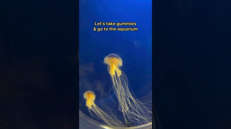 Look at all those jelly fish 🤩🪼 what’s your favorite sea creature? 🐠🦦🦈🐡
