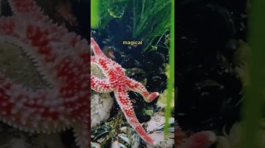 😄 We went to explore some tide pools out on the Olympic peninsula last weekend! Can’t believe we