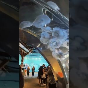 One of our first Seattle adventures was checking out the local aquarium! We could stand and stare at