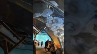 One of our first Seattle adventures was checking out the local aquarium! We could stand and stare at