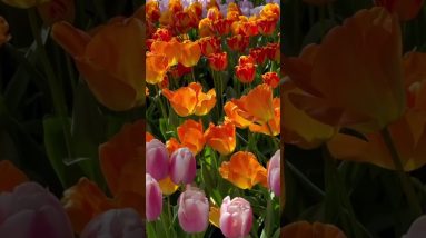 Tulip season 🌷😍
