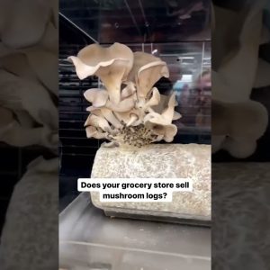 How cool would these be as the centerpiece for a dinner party? 😍🍄 #groceryshopping #mushroomlog