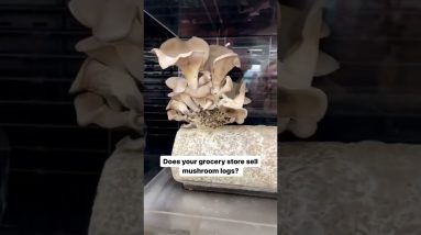 How cool would these be as the centerpiece for a dinner party? 😍🍄 #groceryshopping #mushroomlog